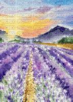 Lavande Lavendere Lavander Landscape Paysage Glitter Paola