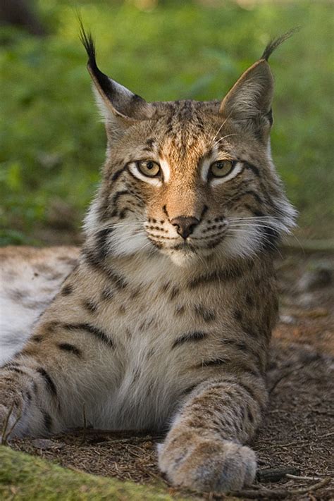 Lynx Wikipedia