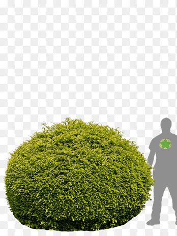 Carpinus Png Images Pngegg