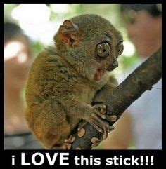 27 Funny monkey captions ideas | funny animals, funny, monkey