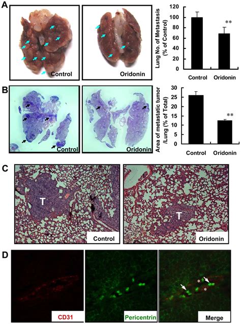 Oridonin Inhibited Tumor Metastasis Through Blocking Tumor Cell