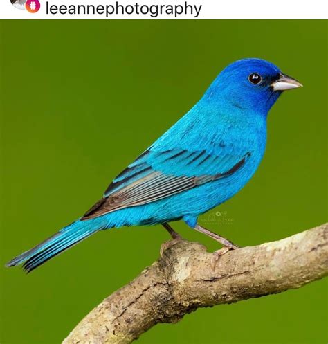 Indigo Bunting Beautiful Birds Pet Birds Bird Pictures