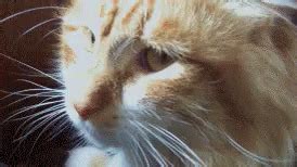 Reaction Disgusted GIF - Reaction Disgusted Cat - Discover & Share GIFs