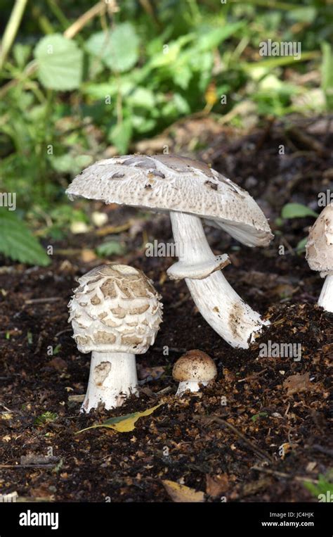 Shaggy Parasol Macrolepiota Rhacodes Stock Photo Alamy