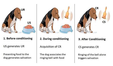 A Simple Explanation Of Classical And Operant Conditioning