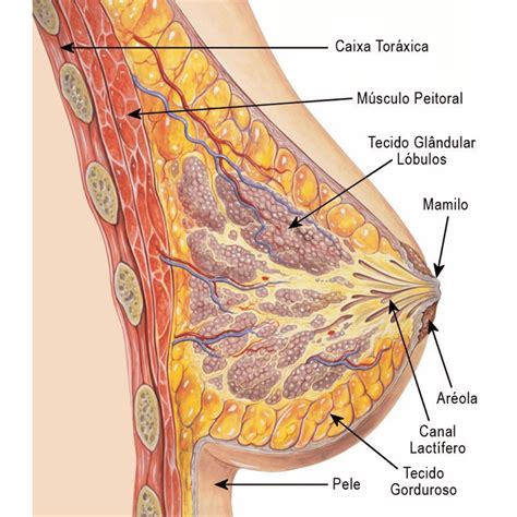 glandula mamária Anatomia papel e caneta