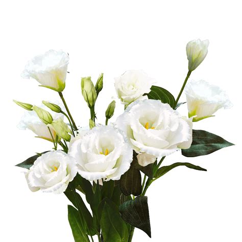 Order White Lisianthus Flowers | GlobalRose