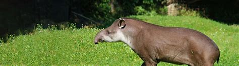 tapir facts   primitive herbivore