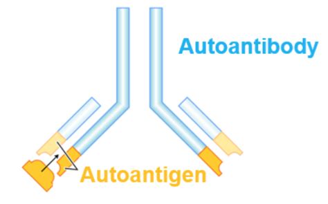 Scl-70 (DNA Topoisomerase I) AutoAntigen