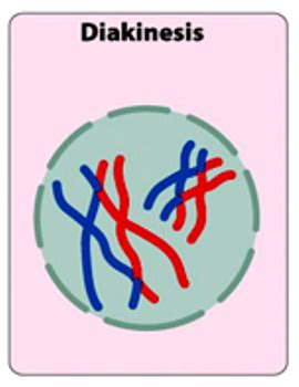 Sexual Reproduction Meiosis And Genetic Recombination Flashcards