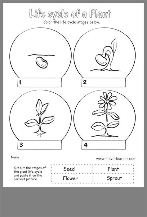 Free Worksheets On Life Cycle Of A Plant