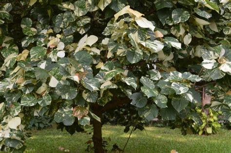 3 The Variegated Bhendi Tree With Leaves Of Various Shades And Colours