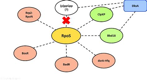 Transcriptional And Post Transcriptional Regulation Of Rposrpos In