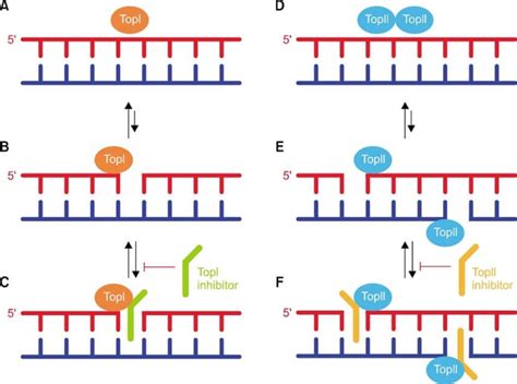 Topoisomerase Types Structure Functions Mechanism