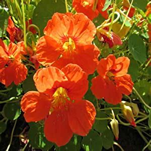 Amazon Outsidepride Seeds Annual Nasturtium Orange Cimbing