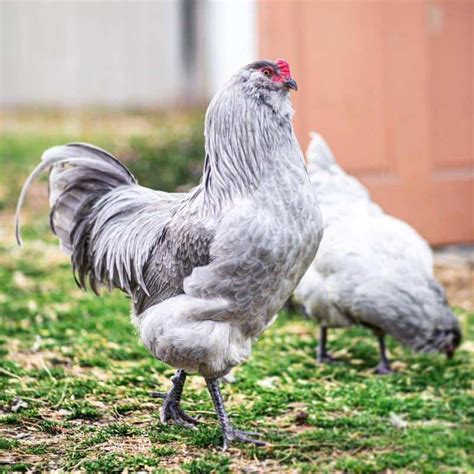 Top 11 Gray Chicken Breeds With 38 Approved Breeds