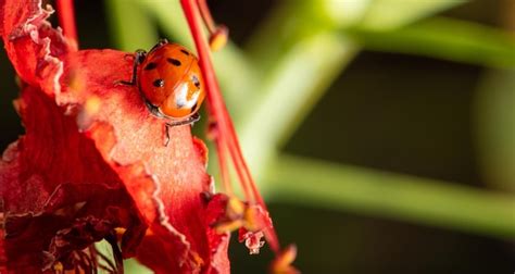 Premium Photo Ladybug Beautiful Details Of A Small Ladybug Seen