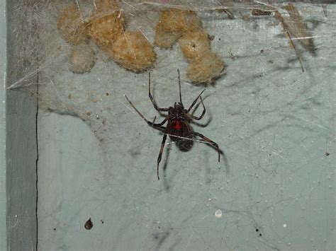 List Of How To Kill A Black Widow And Eggs Best Verge