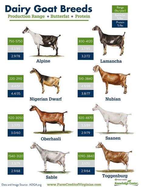 Dairy Goat Breeds Chart : r/DairyGoats