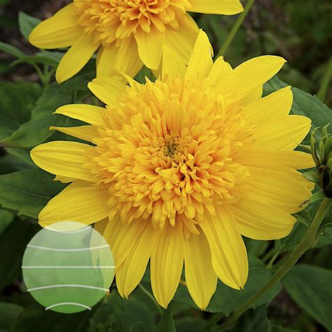 Helianthus X Multiflorus Double Whammy Walter Blom Plants B V