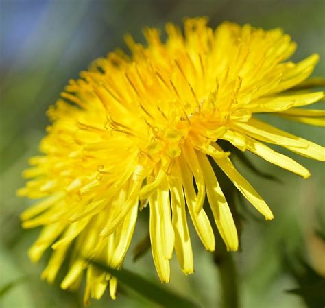 Gew Hnlicher L Wenzahn Taraxacum Officinale G Nstig Kaufen