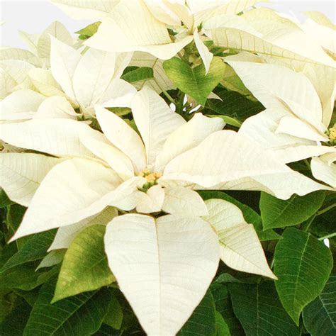 Jumbo White Poinsettia In Wicker Basket Holiday Indoor Plants