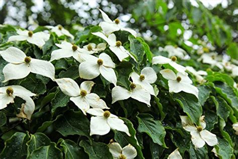 15 Seed Cornus Florida (Flowering Dogwood Tree Seeds ...