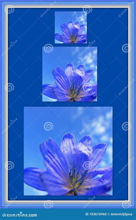 Beautiful Pictures Of Three Blue Flowers Stock Photo Image Of