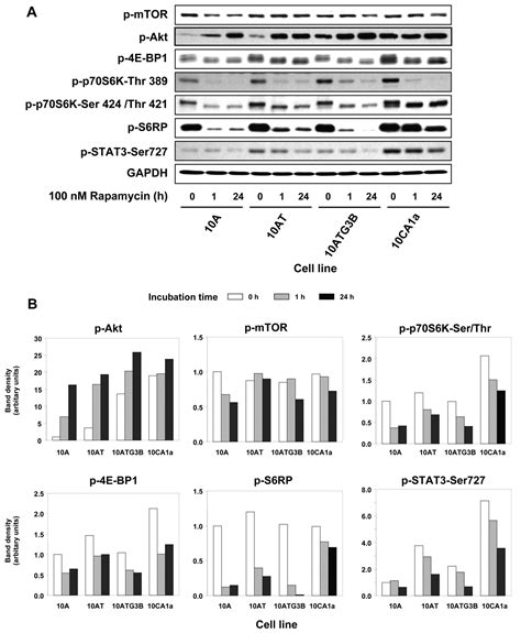 Rapamycin Effects On MTOR Signaling In Benign Premalignant And