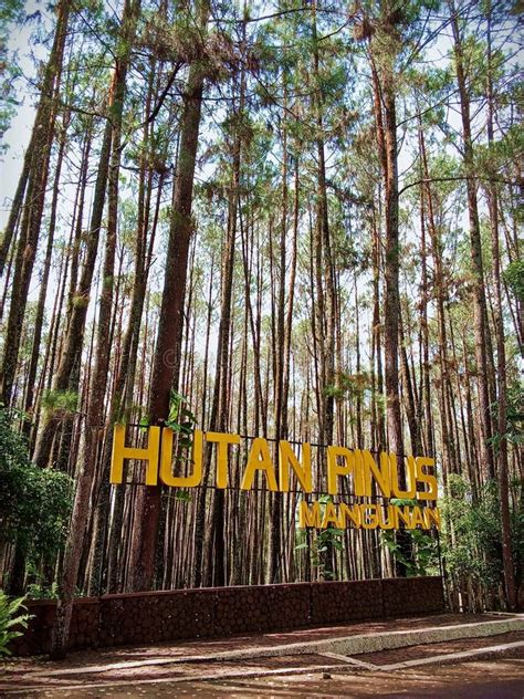 Hutan Pinus Mangunan, Yogyakarta, Indonesia Editorial Photo - Image of ...