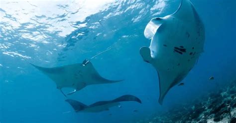 Manta Ray Behavior Animalbehaviorcorner