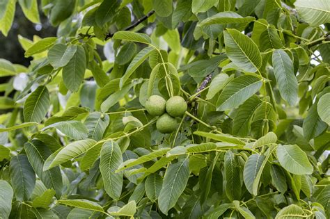 Pecan Tree Leaves Identification For The Greater Column Photographs