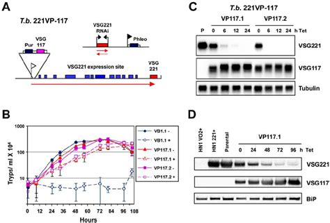 T Brucei Expressing Both Vsg And Vsg From The Active Vsg