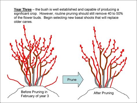 When To Prune Blueberry Bushes The Garden