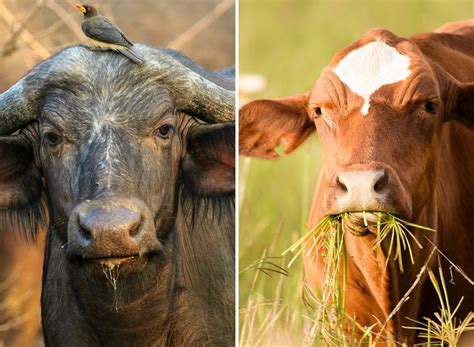 inilah perbedaan daging sapi  kerbau star farm international