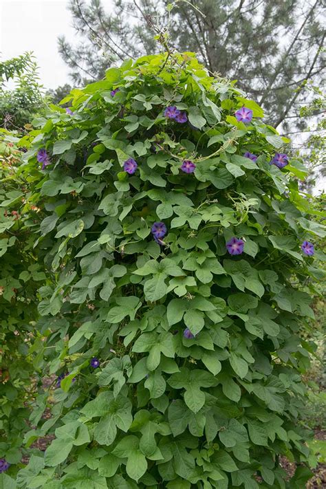 The Complete Guide To Growing Beach Morning Glory In A Pot