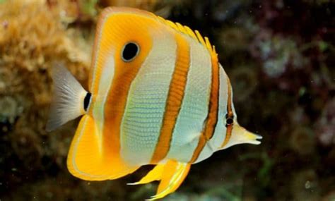 Panduan Lengkap Cara Budidaya Ikan Butterfly Fish Bagi Pemula Agar Sukses