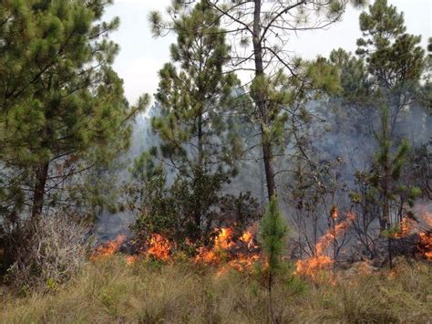 El Fuego Forestal En Valle Nuevo Ha Quemado Más De 20 Mil Tareas 12 Y 2 Con Sergio Carlo Y