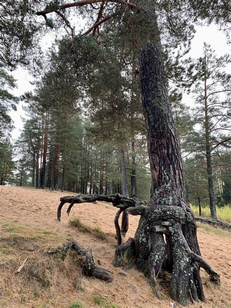 Old Tree With Crooked Roots Stock Image Image Of Tree Wildlife