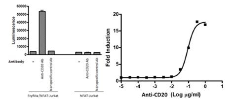 ADCP Bioassay Effector Cell FcγRIIa H Variant NFAT Luciferase