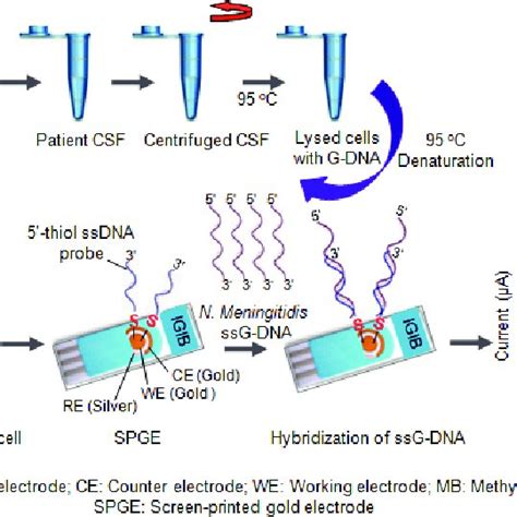 Schematic Representation Of Immobilization Of Thiol‐labeled Probe Onto Download Scientific