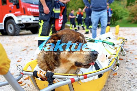 Tierisches Happy End Spektakuläre Rettung am Almbachkamm Applaus der