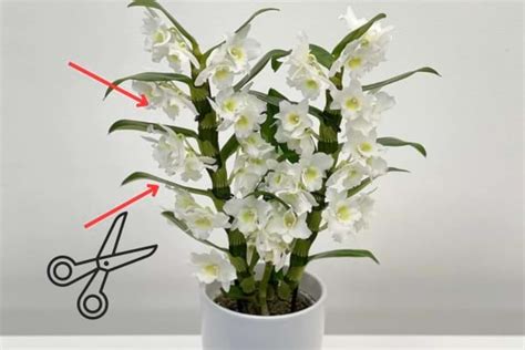 Comment Bouturer Une Orchid E Le Tuto Facile Tape Par Tape