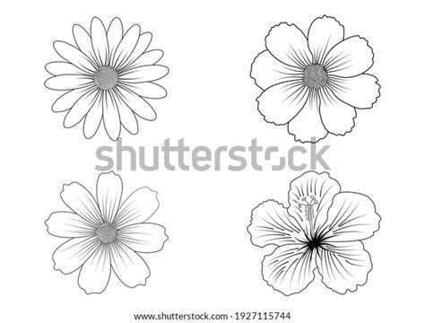 Flower Line Art Set Vector Black Stock Vector Royalty Free