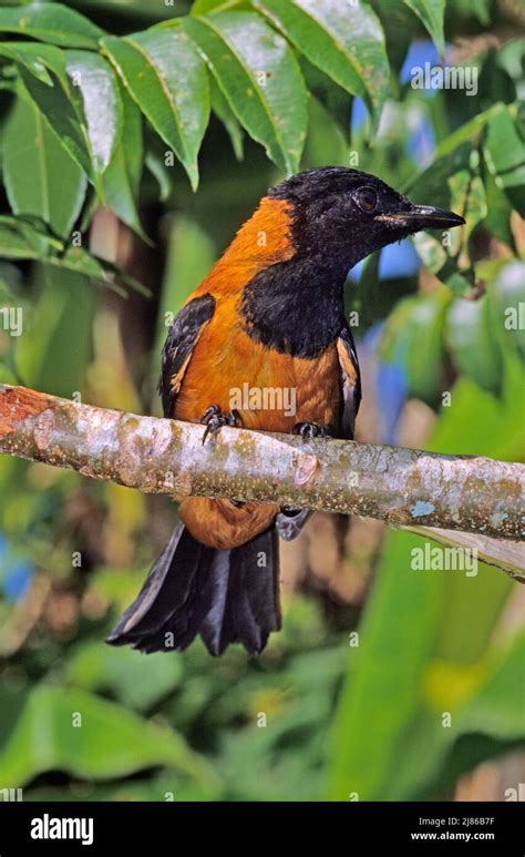 Hooded Pitohui (Pitohui dichrous) on a branch, Poisonous bird, Papua ...