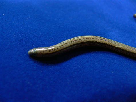 isopachys borealis locality cha  district prachuap kir flickr