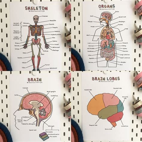 A4 Anatomy Posters - Etsy