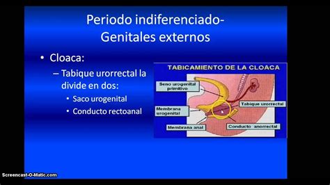 Desarrollo Del Aparato Urogenital 1 Youtube