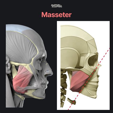 Anatomy For Sculptors ® On Twitter The Masseter Is The Strongest Of The Cheek Muscles As A