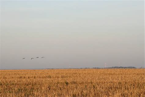 Журавлиная родина. Часть 1: Рассвет и журавли